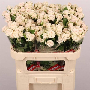 Rosa spray royal porcelina