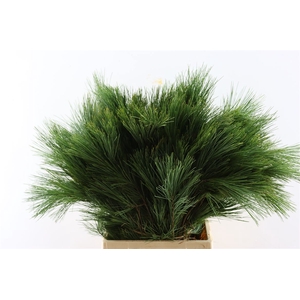 Pinus Strobus Keefer 60cm