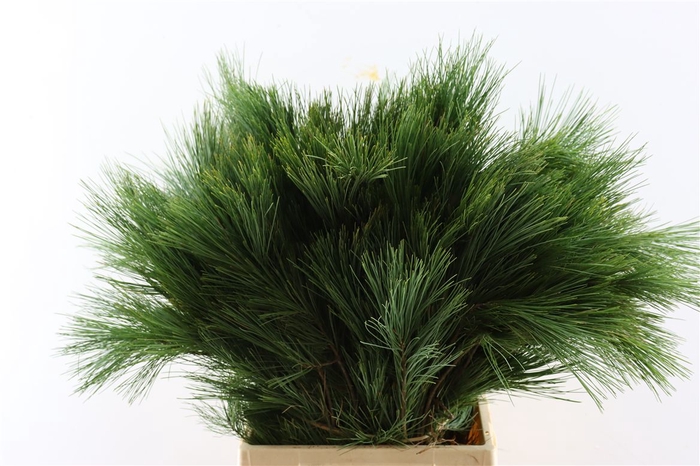 <h4>Pinus Strobus Keefer 60cm</h4>