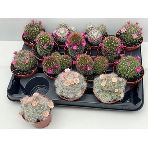 Cactus bloeiend gemengd