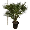CHAM HUMILIS