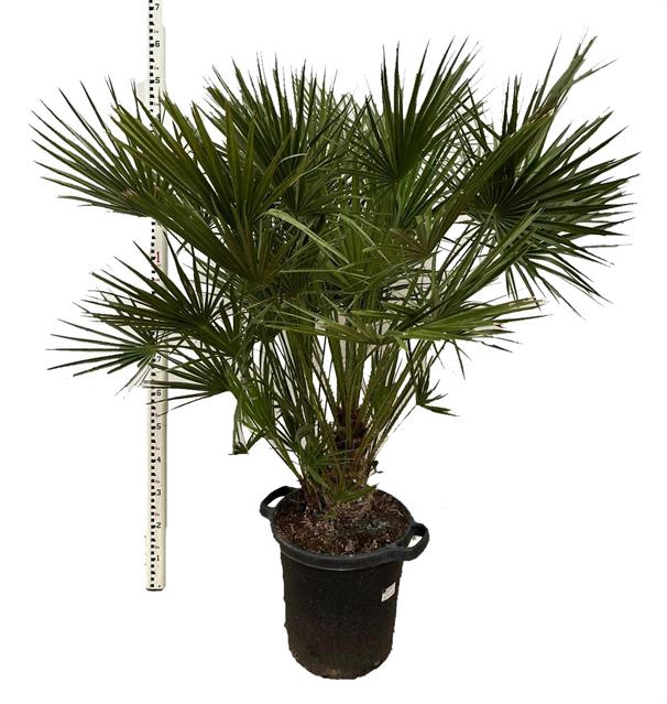 CHAM HUMILIS