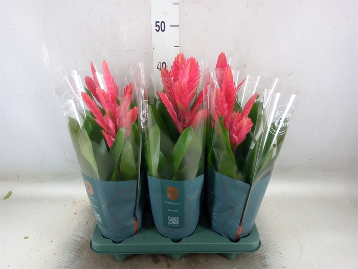 <h4>Vriesea   ...</h4>