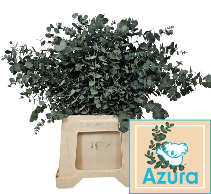 <h4>EUCA GU AZURA</h4>