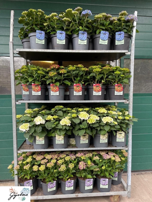 <h4>HYDR M GEM</h4>