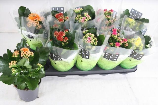 <h4>KAL GE GEM 5 KL</h4>