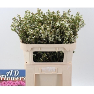 Cham Un Crystal Pearl