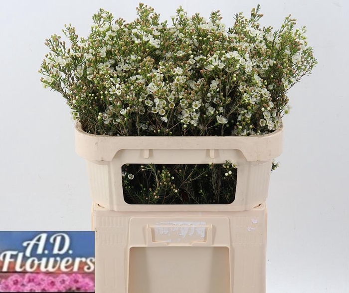 <h4>Cham Un Crystal Pearl</h4>