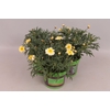 Argyranthemum Molimba M Yellow