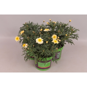 Argyranthemum Molimba M Pink