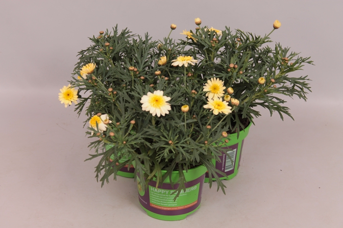 Argyranthemum Molimba M Yellow