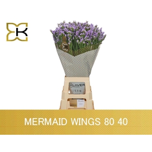 LIM S MERMAID WINGS