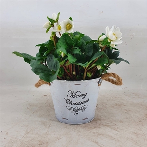 Helleborus Christmas Carol 17 cm Merry Christmas Zink