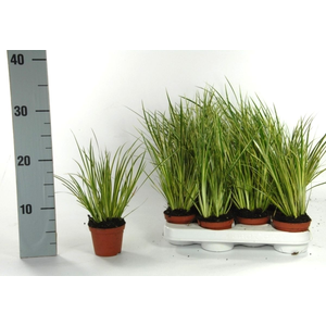 Acorus gr. 'Variegatus' p8