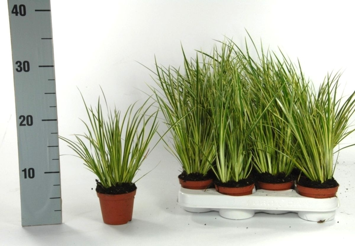 <h4>Acorus gr. 'Variegatus' p8</h4>