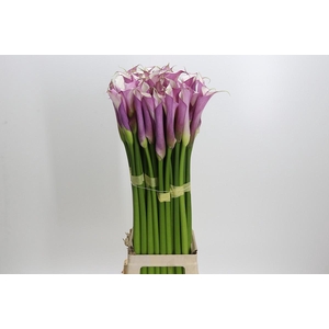 Zantedeschia Eydolls Purple White