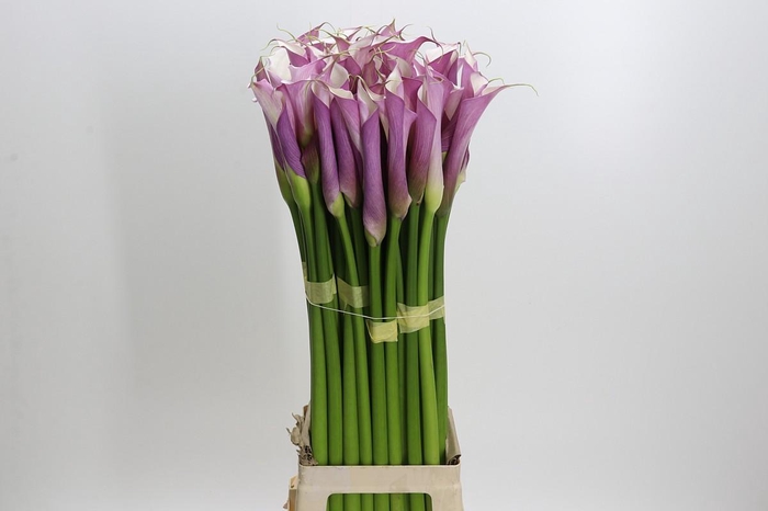 Zantedeschia Eydolls Purple White