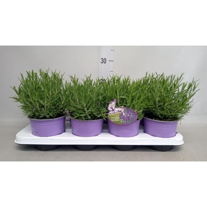 Lavandula angus. 'Essence Pure'