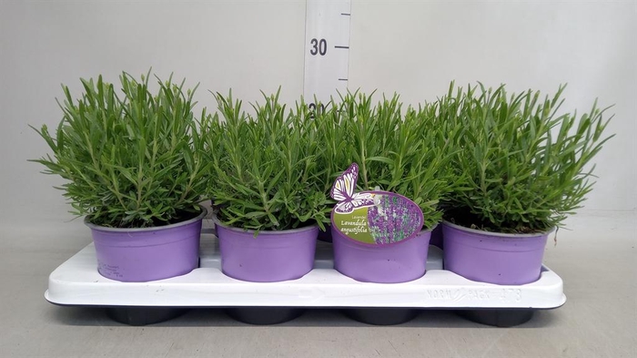 <h4>Lavandula angus. 'Essence Pure'</h4>
