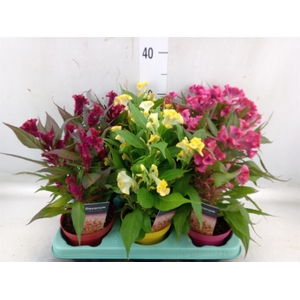 Celosia arg. CR 'Hot Topic'   ..mix