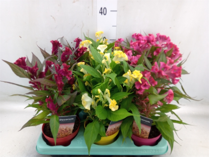 <h4>Celosia arg. CR 'Hot Topic'   ..mix</h4>
