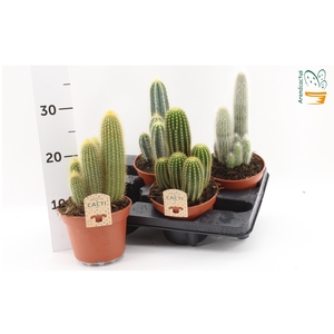 CACTUS GEM