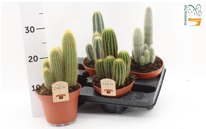 <h4>CACTUS GEM</h4>