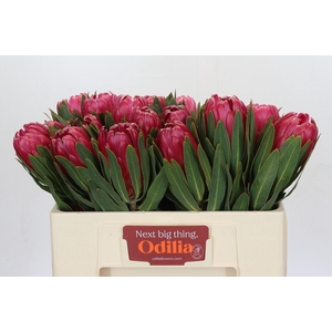 Protea Brenda