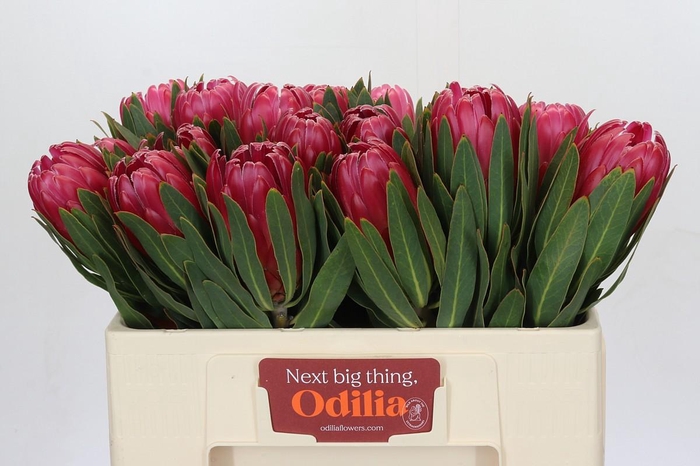 Protea Brenda