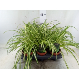Chlorophytum  'Atlantic'
