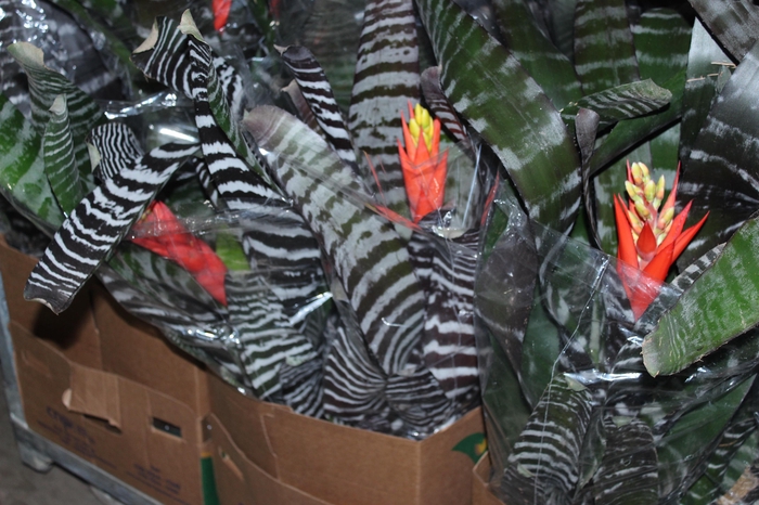 <h4>AECHMEA CHANTINI BLACK P17</h4>