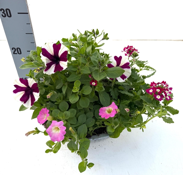 <h4>PERKPL GEM IN POT</h4>