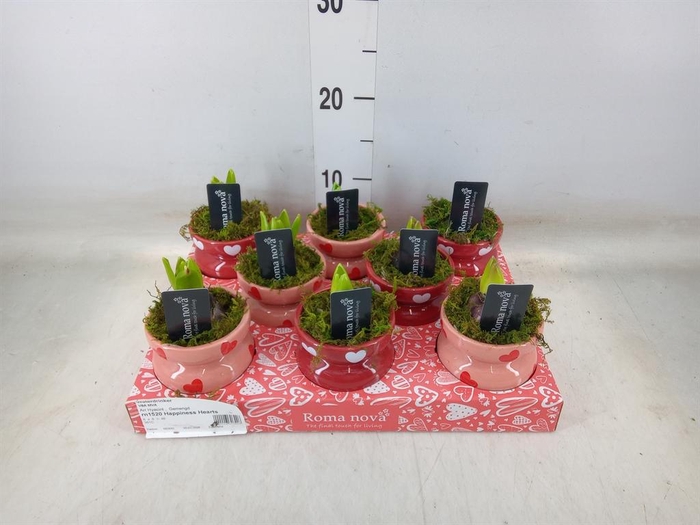 <h4>Arr.  Hyacinthus L%</h4>