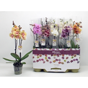 PHAL GEM