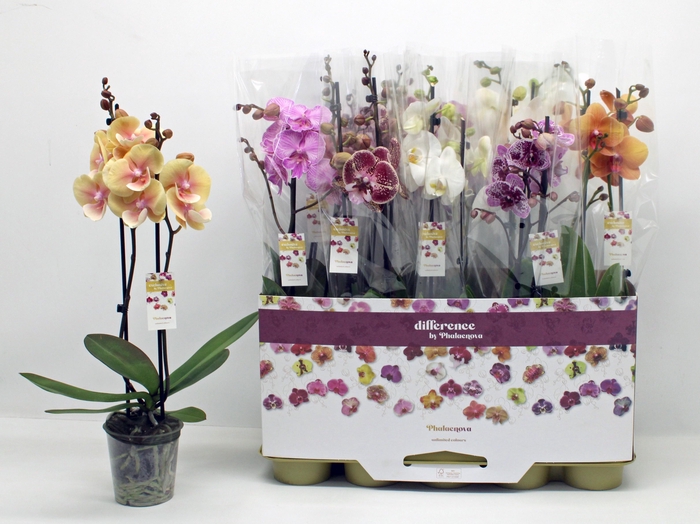 <h4>PHAL GEM</h4>
