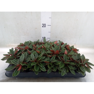 Peperomia caperata 'Rosso'
