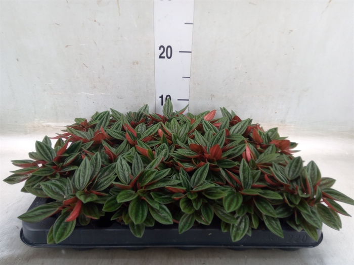 <h4>Peperomia caperata 'Rosso'</h4>