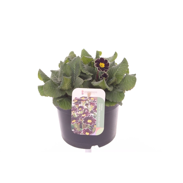 <h4>Primula elatior Mister Black Laced</h4>