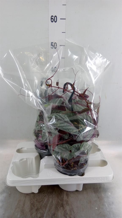 <h4>Cissus disc.</h4>