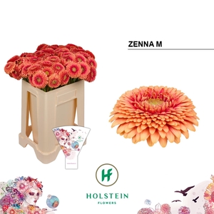 Germini Pomponi Zenna M Water/Hoes x80