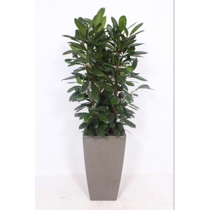 Ficus Cyathistipula in Piza pot 