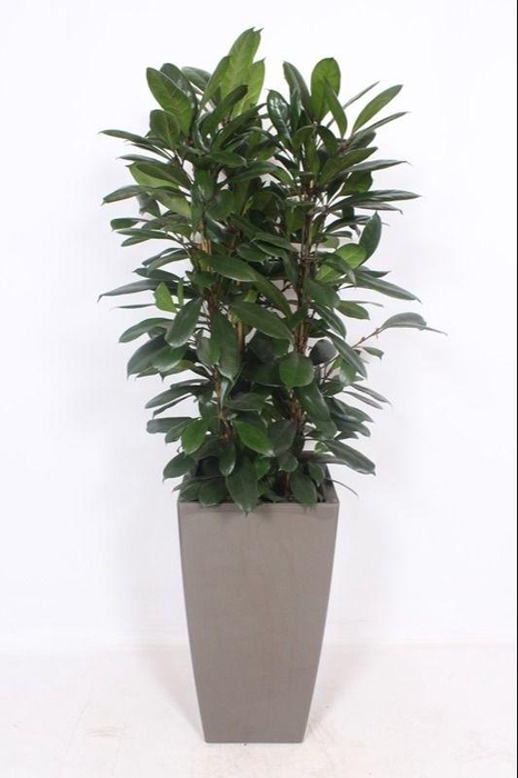 <h4>Ficus Cyathistipula in Piza pot "taupe"</h4>