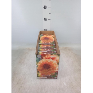 Dahlia   ...flowerbulbs