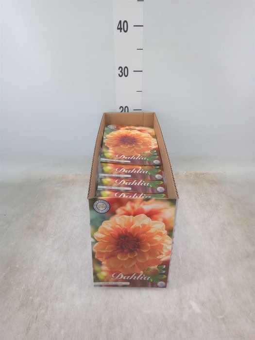 <h4>Dahlia   ...flowerbulbs</h4>