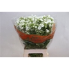 PHLOX P WHITECAP