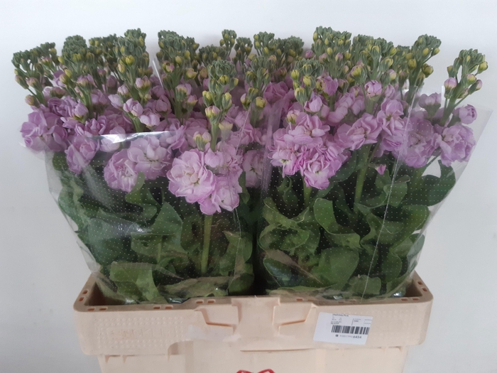<h4>MATTH MATHILDA PINK</h4>