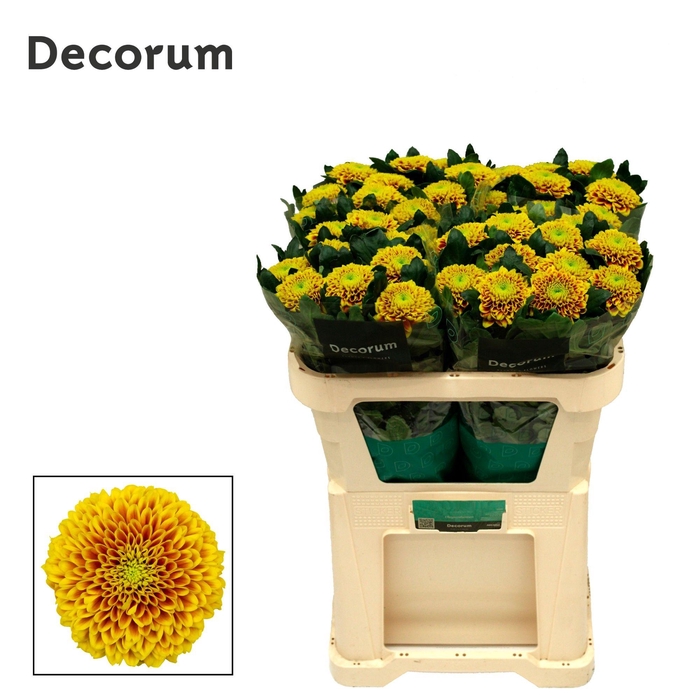 <h4>Chrysanten Chr G Tropicana</h4>