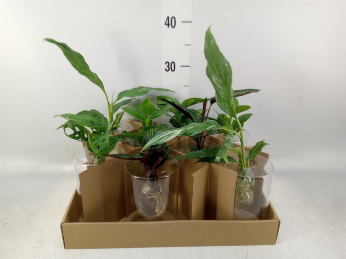 <h4>Planten  ..mix</h4>