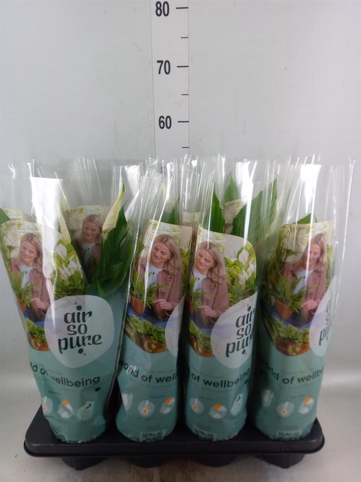 <h4>Spathiphyllum  'Strauss'</h4>
