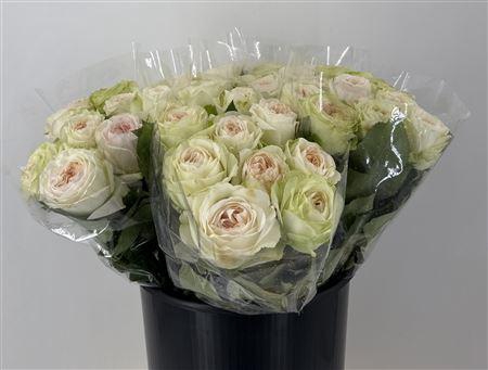 <h4>R Gr Lorena Summerh</h4>